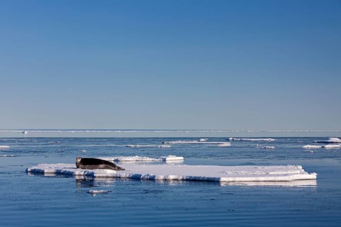 Bearded seal