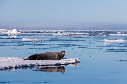 Bearded seal