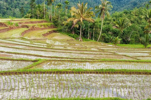 Rice terraces on the slope of Kawah Ijen
