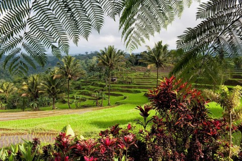 Rice terraces on the slope of Kawah Ijen