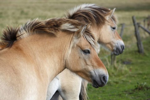 Norwegian Fjord Horses