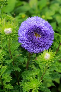 China aster