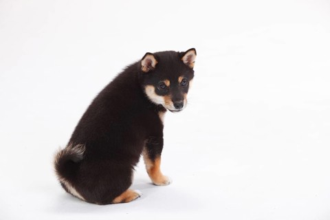 Shiba Inu
