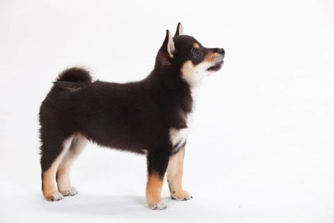 Shiba Inu