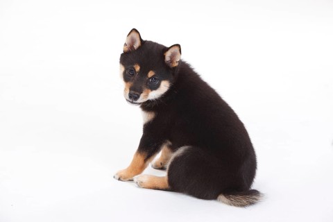 Shiba Inu