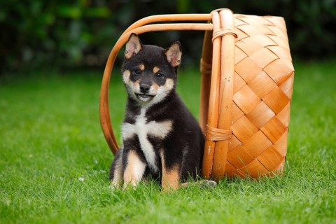 Shiba Inu