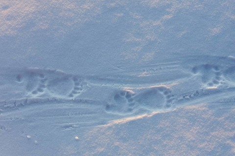 Animal tracks of a polar bear