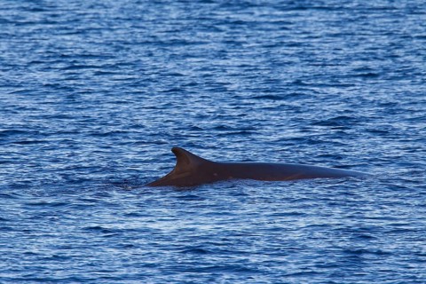 Fin whale