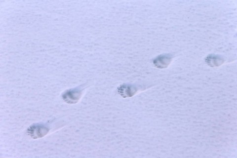 Polar bear