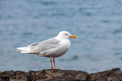 Glaucous Gull