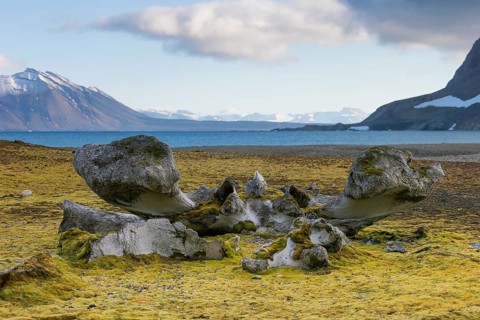 Discarded bones of a bowhead whale