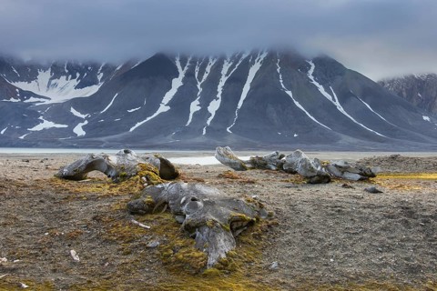 Discarded bones of a bowhead whale