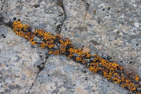 Dwarf willow