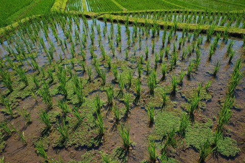 Rice Terraces