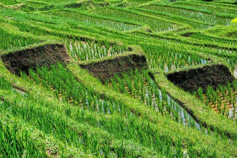 Rice Terraces