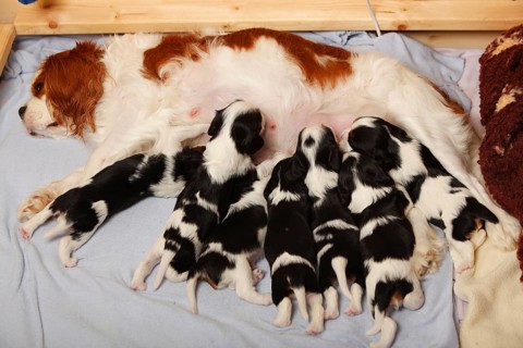 Cavalier King Charles Spaniel
