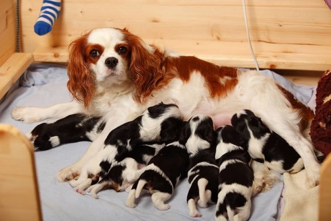 Cavalier King Charles Spaniel