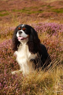 Cavalier King Charles Spaniel
