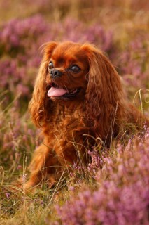 Cavalier King Charles Spaniel