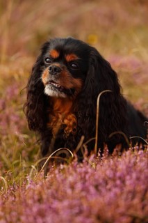 Cavalier King Charles Spaniel