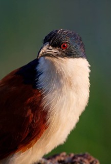 Blue-headed Coucal