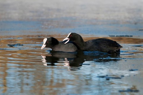 Eurasian Coot