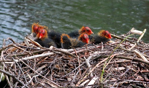 Eurasian Coot