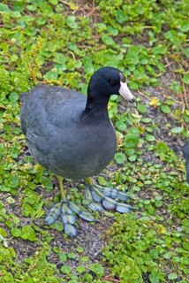 American coot