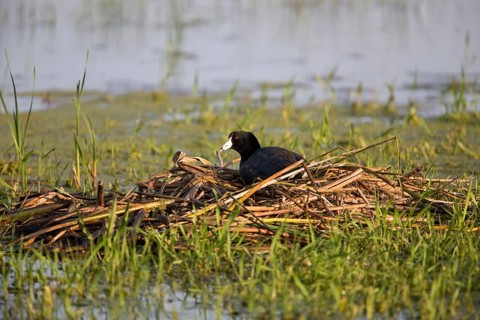 American Coot