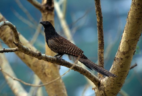 Pheasant coucal