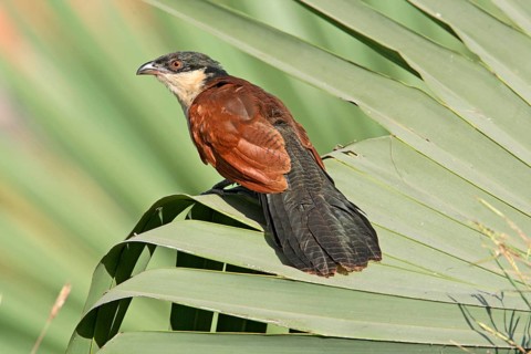Senegal Coucal