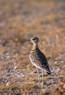 Smutsornis africanus