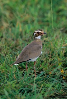 Rhinoptilus chalcopterus