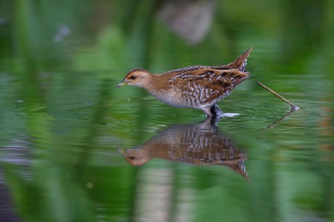 Baillon's Crake