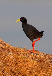 Black Crake