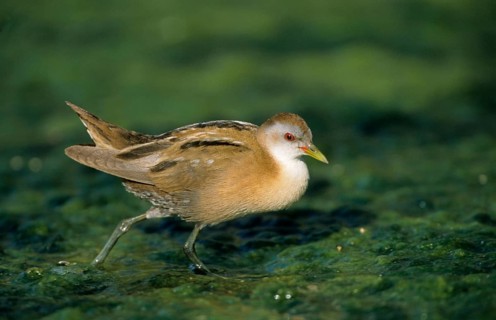 Little Crake