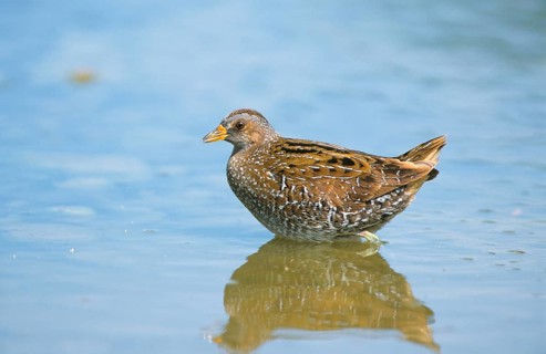 Spotted Crake