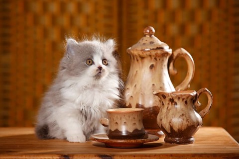 British Longhair