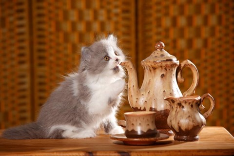 British Longhair