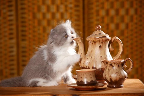 British Longhair