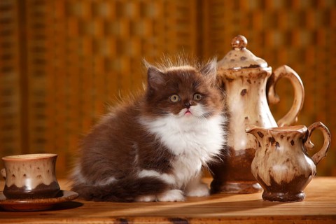 British Longhair