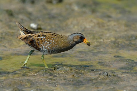 Spotted Crake