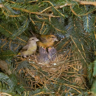 Crossbill