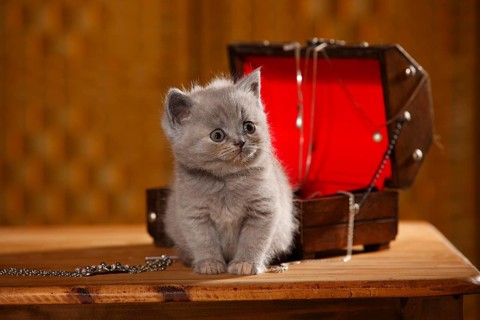 British Shorthair