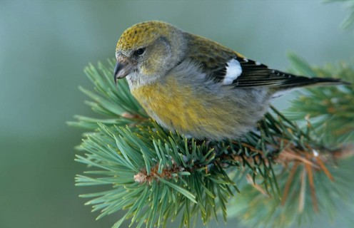 Banded Crossbill