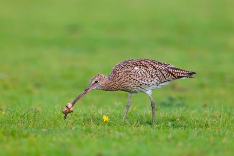 Adult eurasian curlew