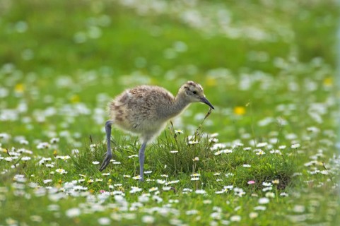 Eurasian Curlew