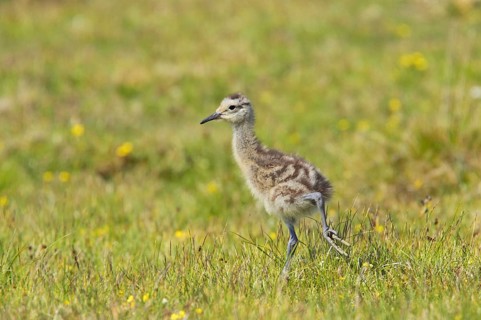 Eurasian Curlew