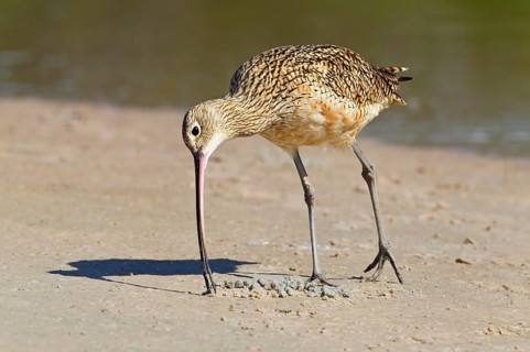 American Curlew