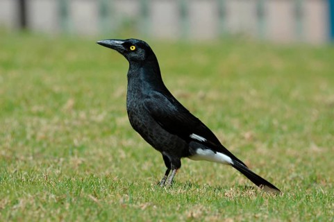 Strepera gracinula